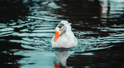 Vakantiehuis Bergen op Zoom huren: ontdek comfort, natuur en cultuur in één verblijf