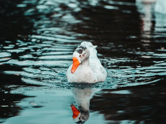 Vakantiehuis Bergen op Zoom huren: ontdek comfort, natuur en cultuur in één verblijf