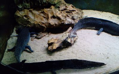 Emmen — Wildlands Adventure Zoo Emmen, Emmen (2019) 02.jpg