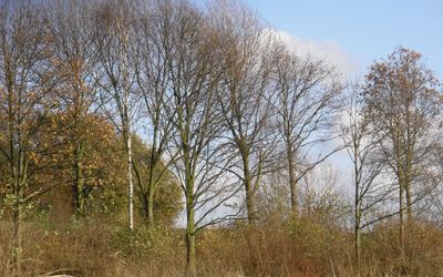 Rijswijk — Wilhelminapark - Rijswijk - 2009 - panoramio.jpg