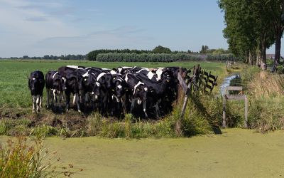 Woerden — Woerdense Verlaat, koeien in weiland langs de Bosweg bij Lusthof de Haeck foto3 2017-07-09 11.11.jpg