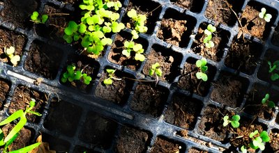 Zelf groente kweken in Den Bosch met kweekkast of growtent