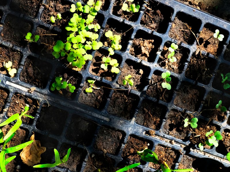 Zelf groente kweken in Den Bosch met kweekkast of growtent