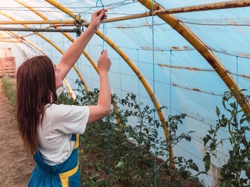 Zelf groente kweken in Gouda: waarom kweektenten en kweekkasten nú zo populair zijn