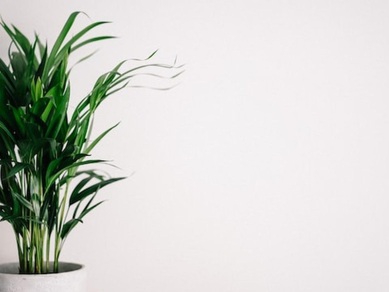 Een Diepgaande Blik op Kweektenten en Kweekkasten: Een Ideale Oplossing voor Thuisbinnenteelt