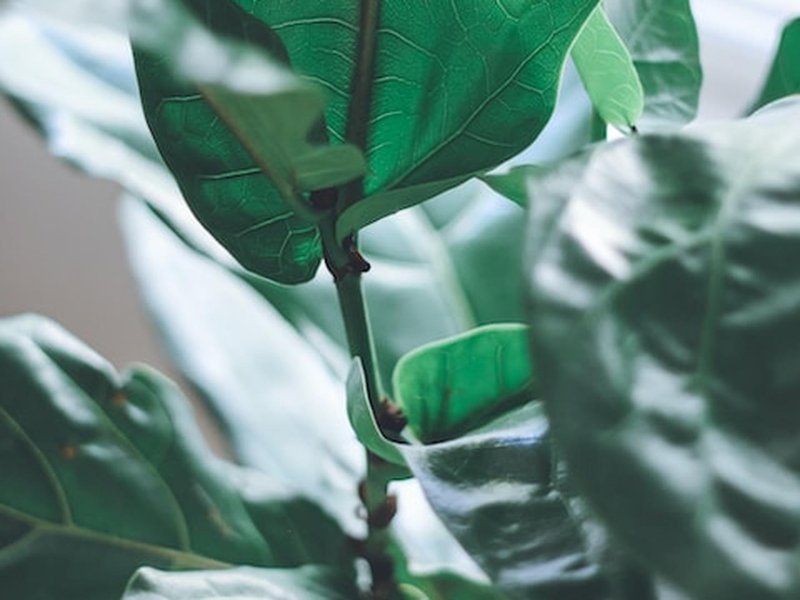 Optimaliseer Je Indoor Kweek: Een Diepgaande Blik op Growtents en Buisventilatoren