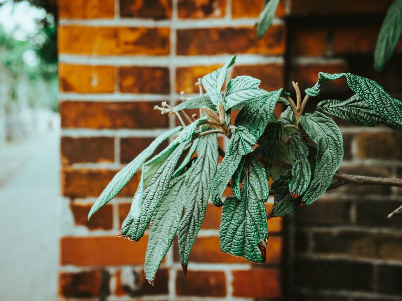 Wietplantage ontruimen in Limburg