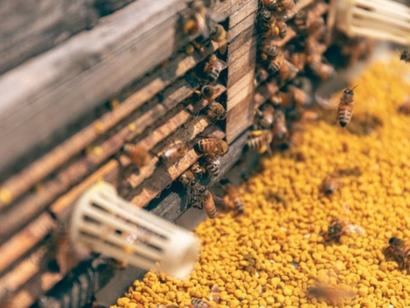 Wat zijn bijenpollen?